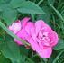 Evi Timm rose photo