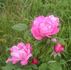 Evi Timm rose photo