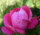 Evi Timm rose photo