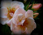 Bolero rose photo
