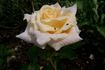 Wartburg 77 rose photo