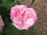 Charles Quint rose photo