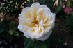 Bad Homburg rose photo