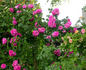 Freja rose photo