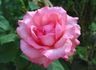 Enchanted rose photo