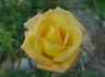 Goldstrike rose photo