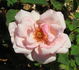 Mrs. William C. Egan rose photo