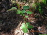 Brandenburg rose photo