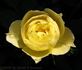 Lexington rose photo