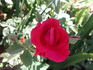 Baden-Baden rose photo