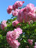Heidekönigin ® rose photo
