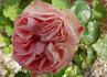 Crème fraise rose photo