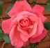 Galway Bay® rose photo
