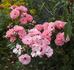Blühwunder ® rose photo