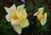 Drei Gleichen rose photo