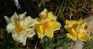 Drei Gleichen rose photo