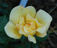 Drei Gleichen rose photo