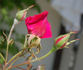 Étincelante rose photo