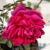 Étincelante rose photo