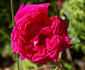 Étincelante rose photo