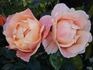 Southampton rose photo