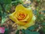 Konfetti ™ rose photo