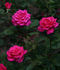 Breathless ™ rose photo