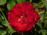 Adagio rose photo