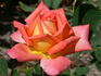Victor Borge rose photo