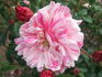 Mécène rose photo