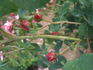 Mécène rose photo