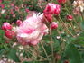 Mécène rose photo