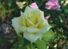 Hopie Girl rose photo