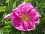 Dart's Defender rose photo