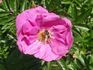 Dart's Defender rose photo
