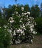 Alberta Bouquet rose photo