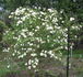 Ross Rambler 4 rose photo