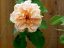 Goldener Olymp rose photo