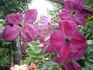 Carmencita clematis photo
