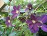 Mikelite clematis photo