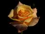 Jema rose photo
