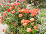 Orange Passion ™ rose photo