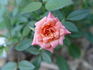 Spice Drop ™ rose photo