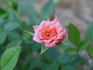 Spice Drop ™ rose photo