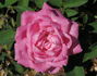 Bijou de Royat-les-Bains rose photo