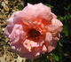 Marí Dot rose photo