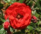 Fire Princess rose photo