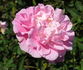 Aline Rozey rose photo