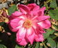 Souvenir de Madame Ladvocat rose photo