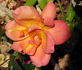 Lady Forteviot rose photo